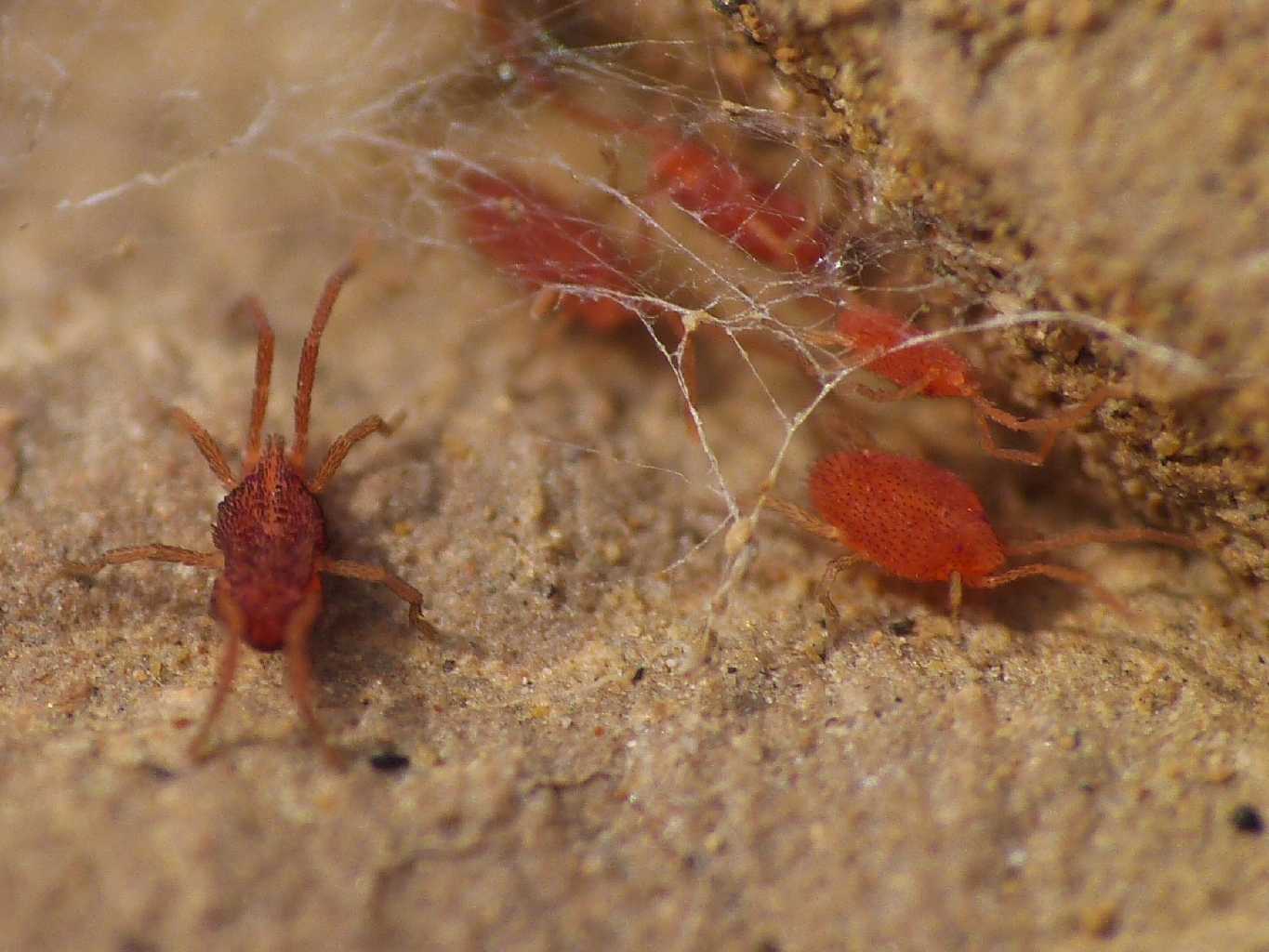 Acaro rosso piatto (fam. Smarididae)